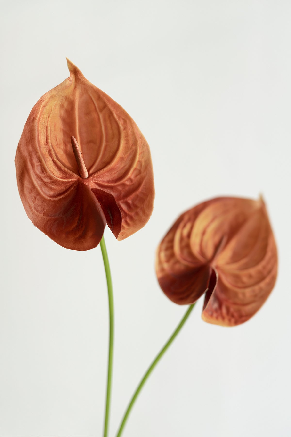 15" Anthurium Flowers with Stem - 5 Colors