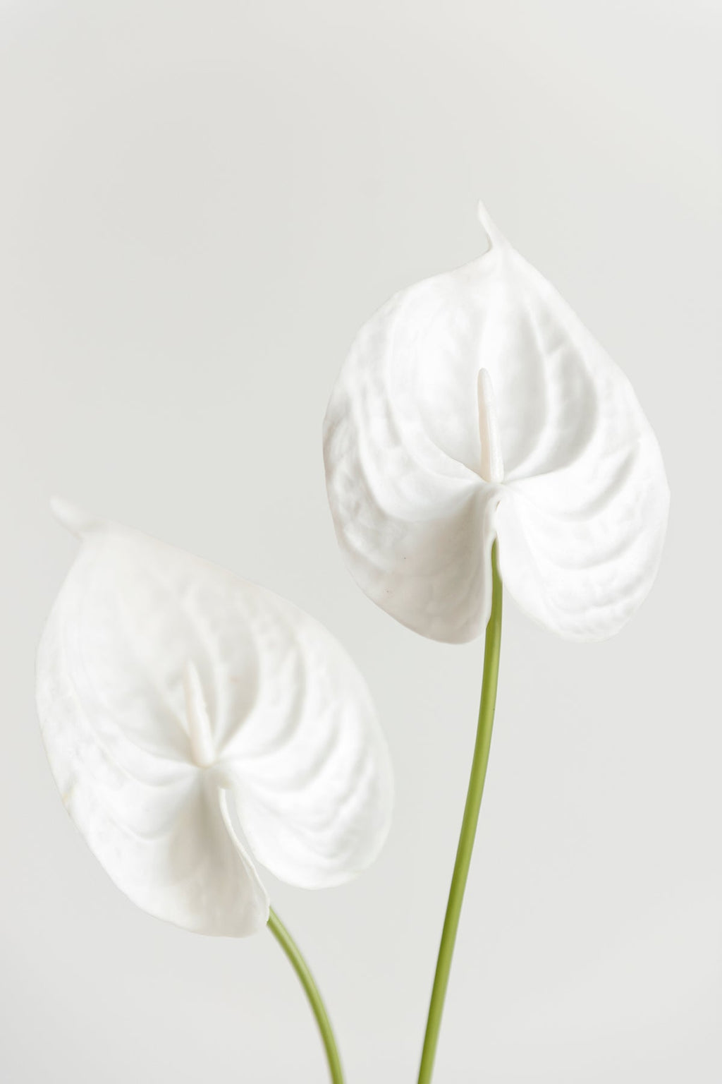 15" Anthurium Flowers with Stem - 5 Colors
