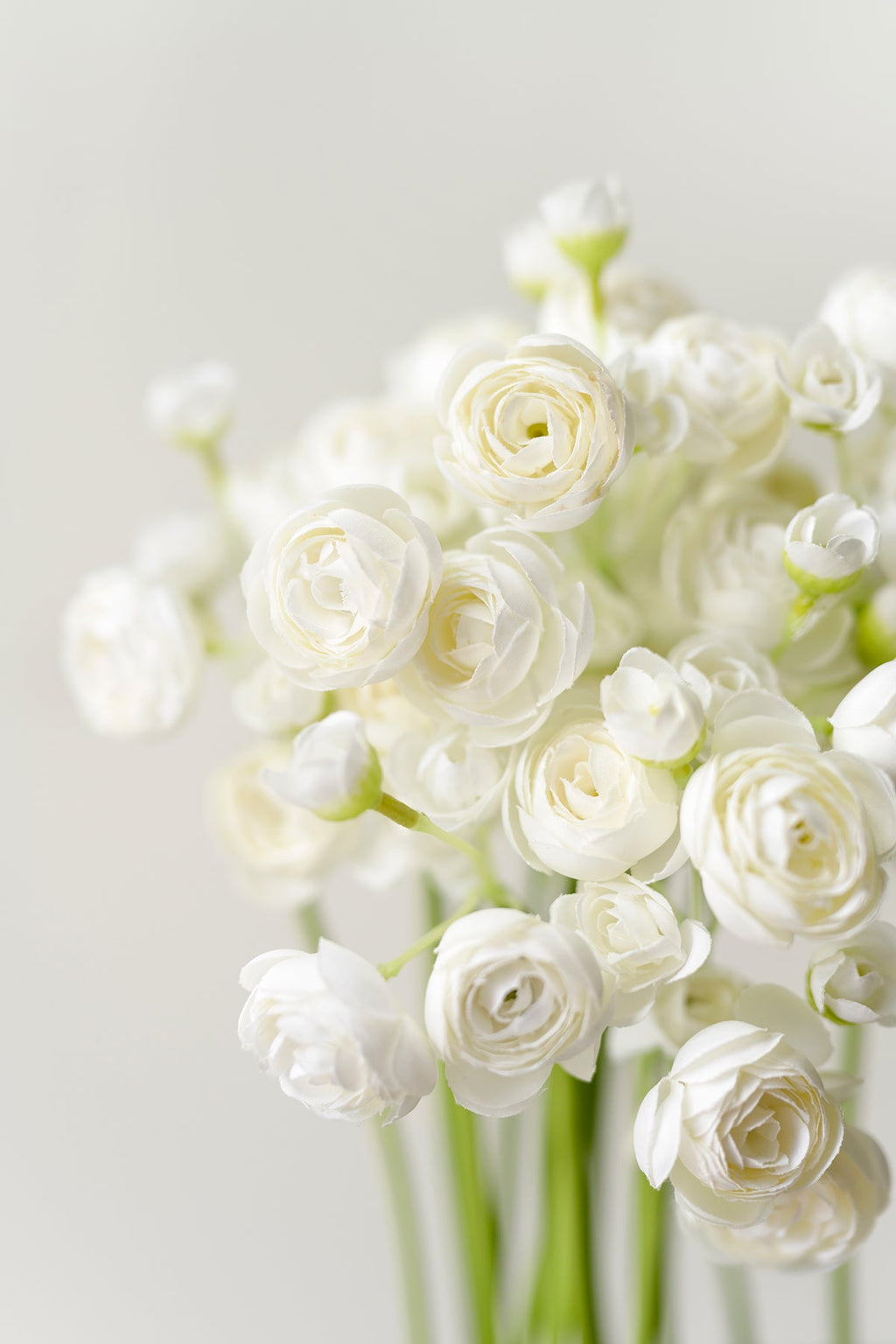 Ranunculus Flowers with Stem - 8 Colors