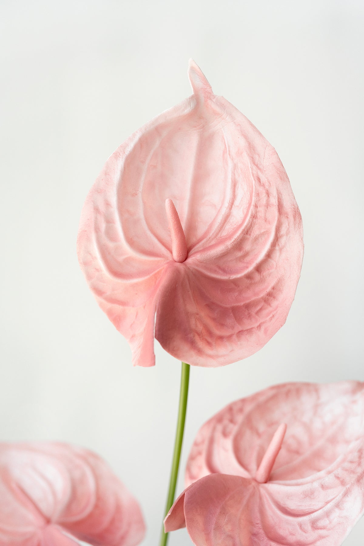 15" Anthurium Flowers with Stem - 5 Colors