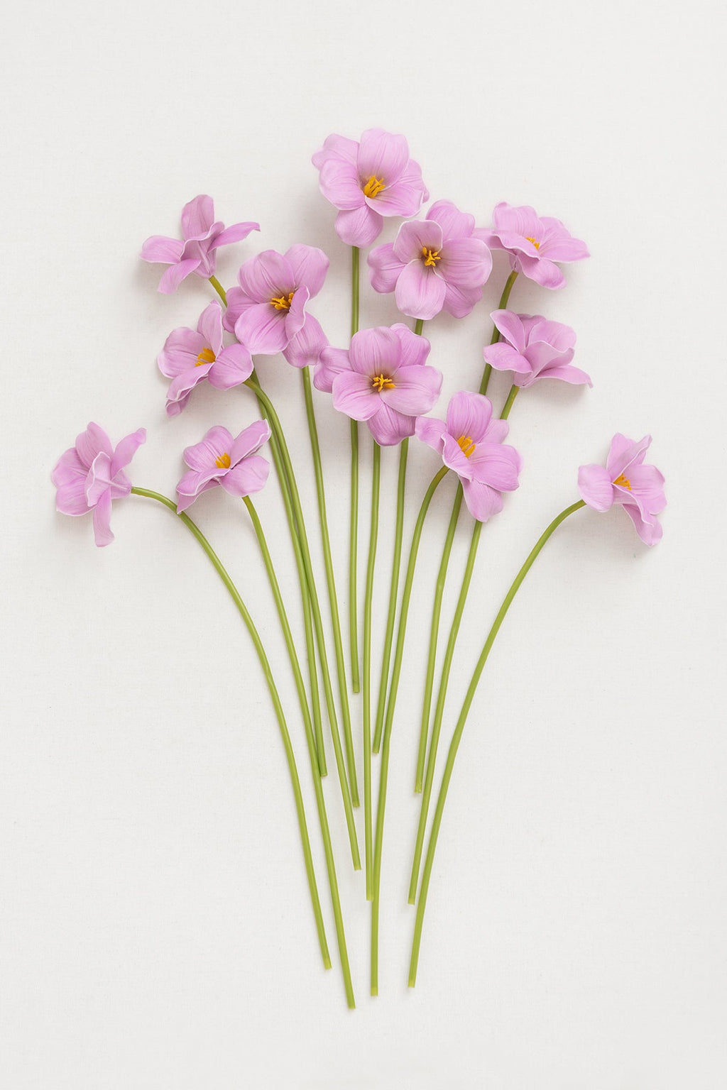 Tulips with Stem - 2 Colors