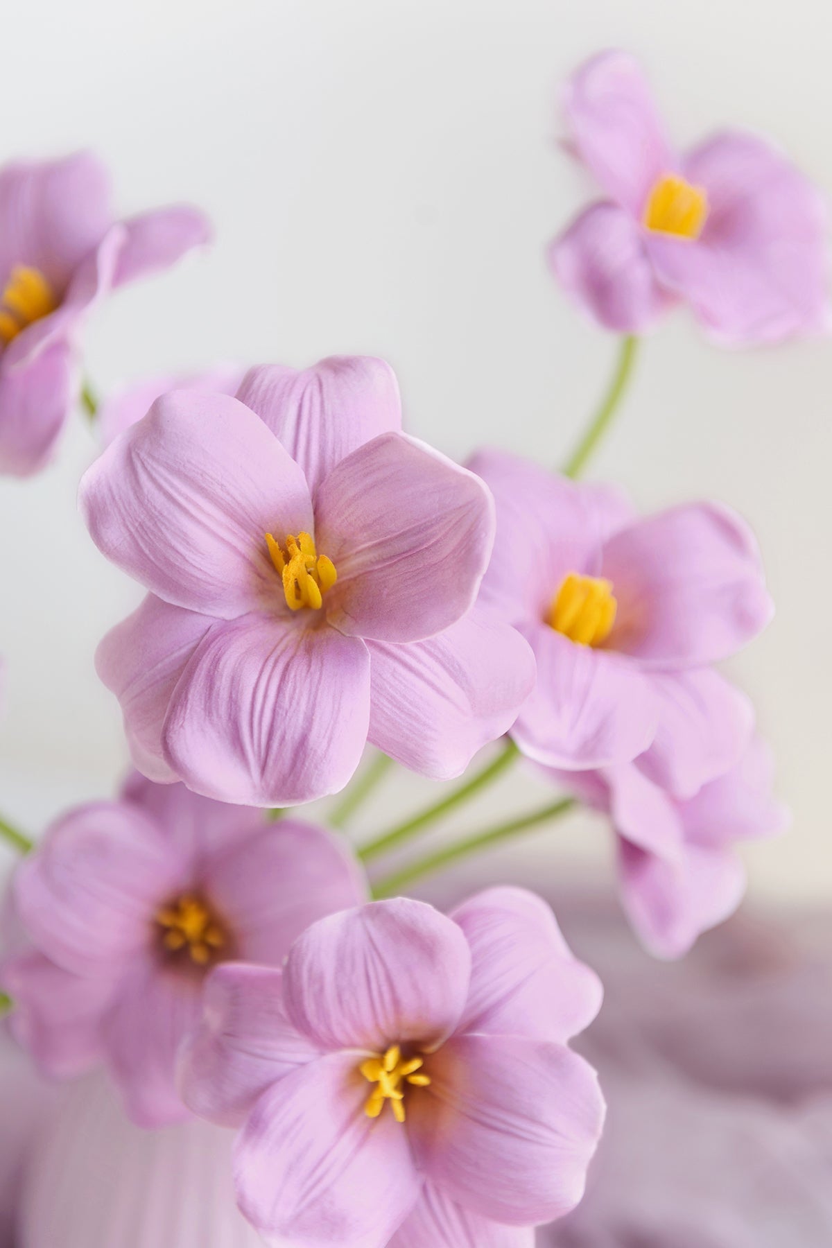 Tulips with Stem - 2 Colors