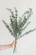 Silver Dusty Baby Blue Eucalyptus - lingsDev