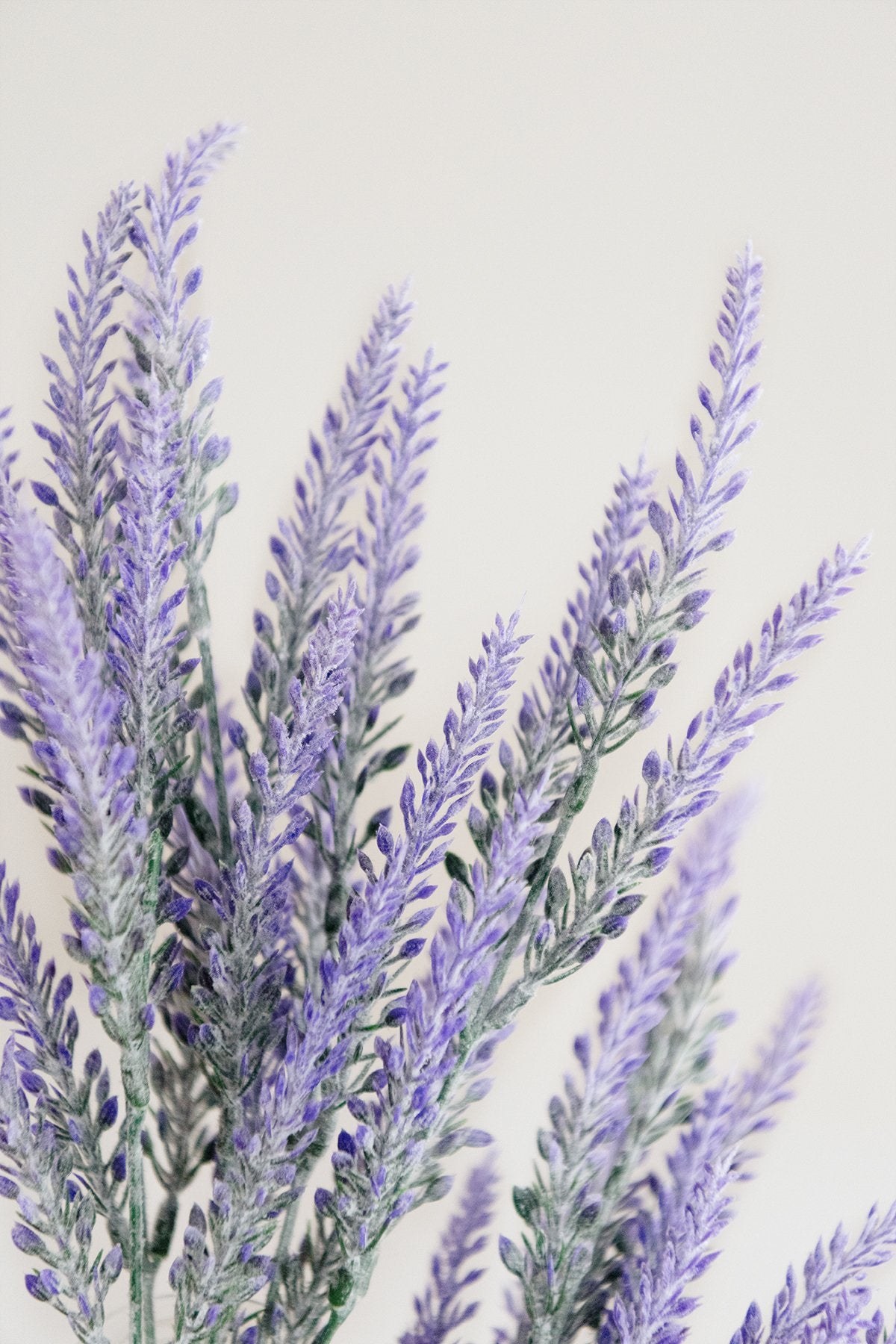 Purple Lavender Bush - lingsDev