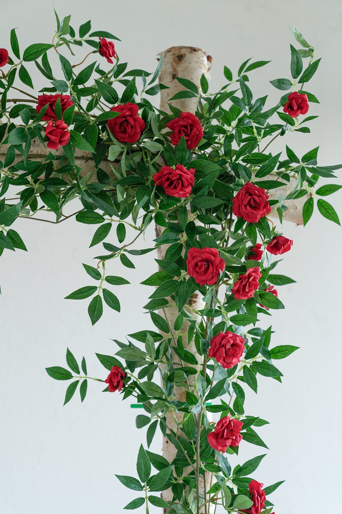 Rosa Banksiae Vine 6FT - 3 Styles - lingsDev