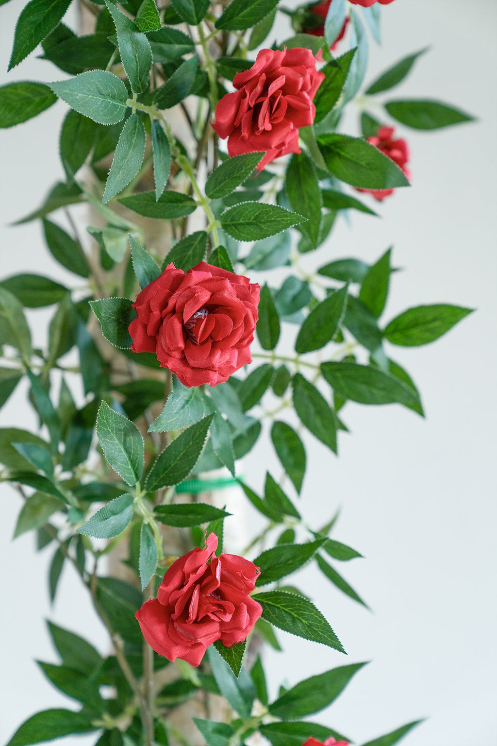 Rosa Banksiae Vine 6FT - 3 Styles - lingsDev