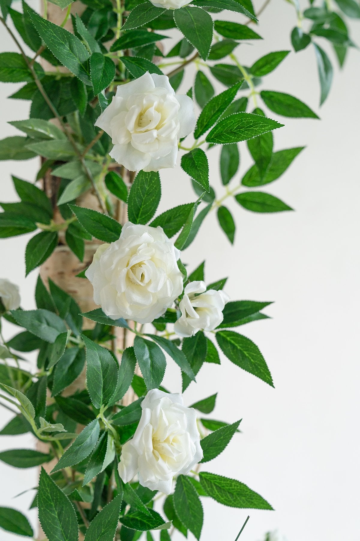 Rosa Banksiae Vine 6FT - 3 Styles - lingsDev
