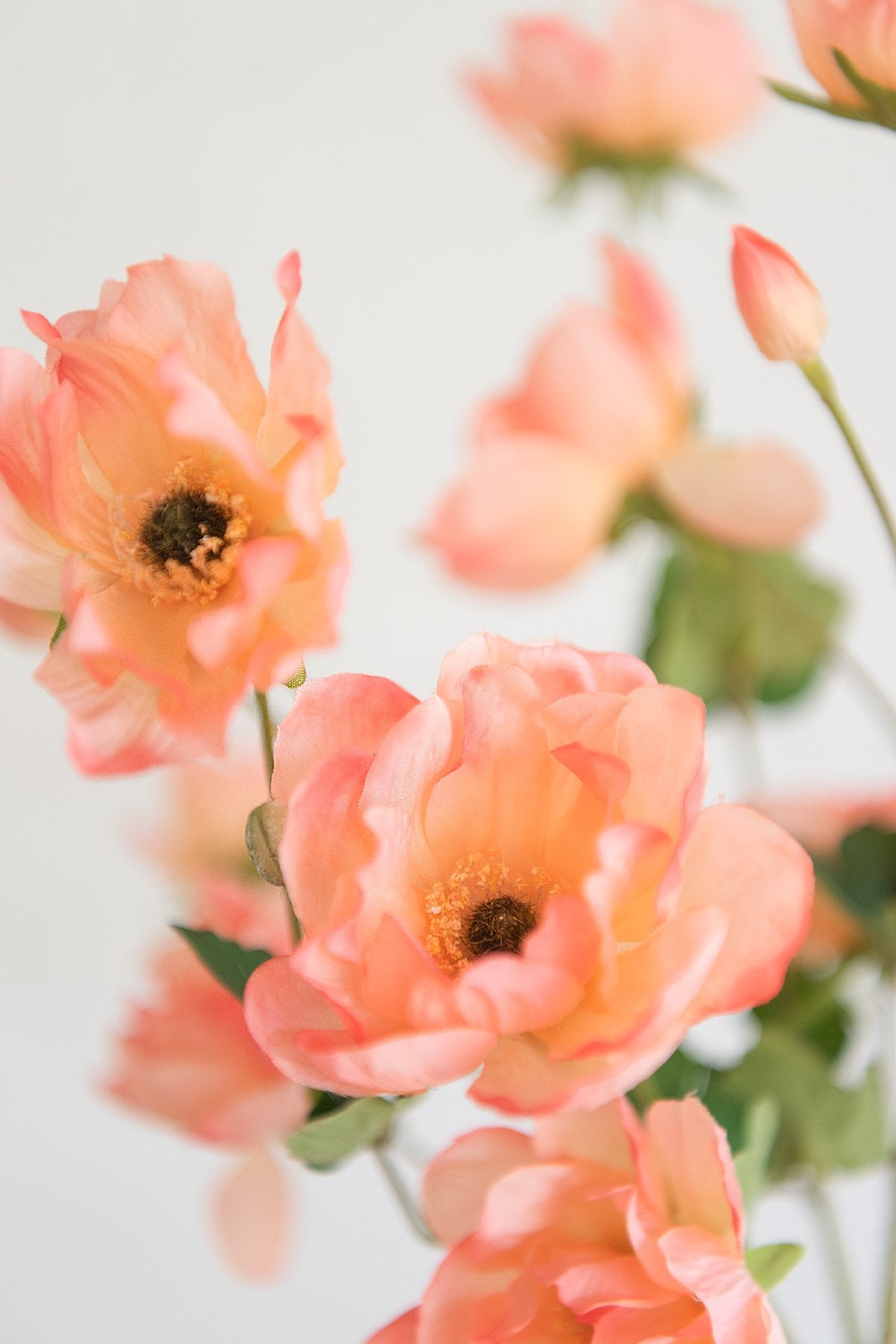 Silk Anemone - coral - lingsDev