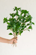 Camellia Leaf Branch - lingsDev