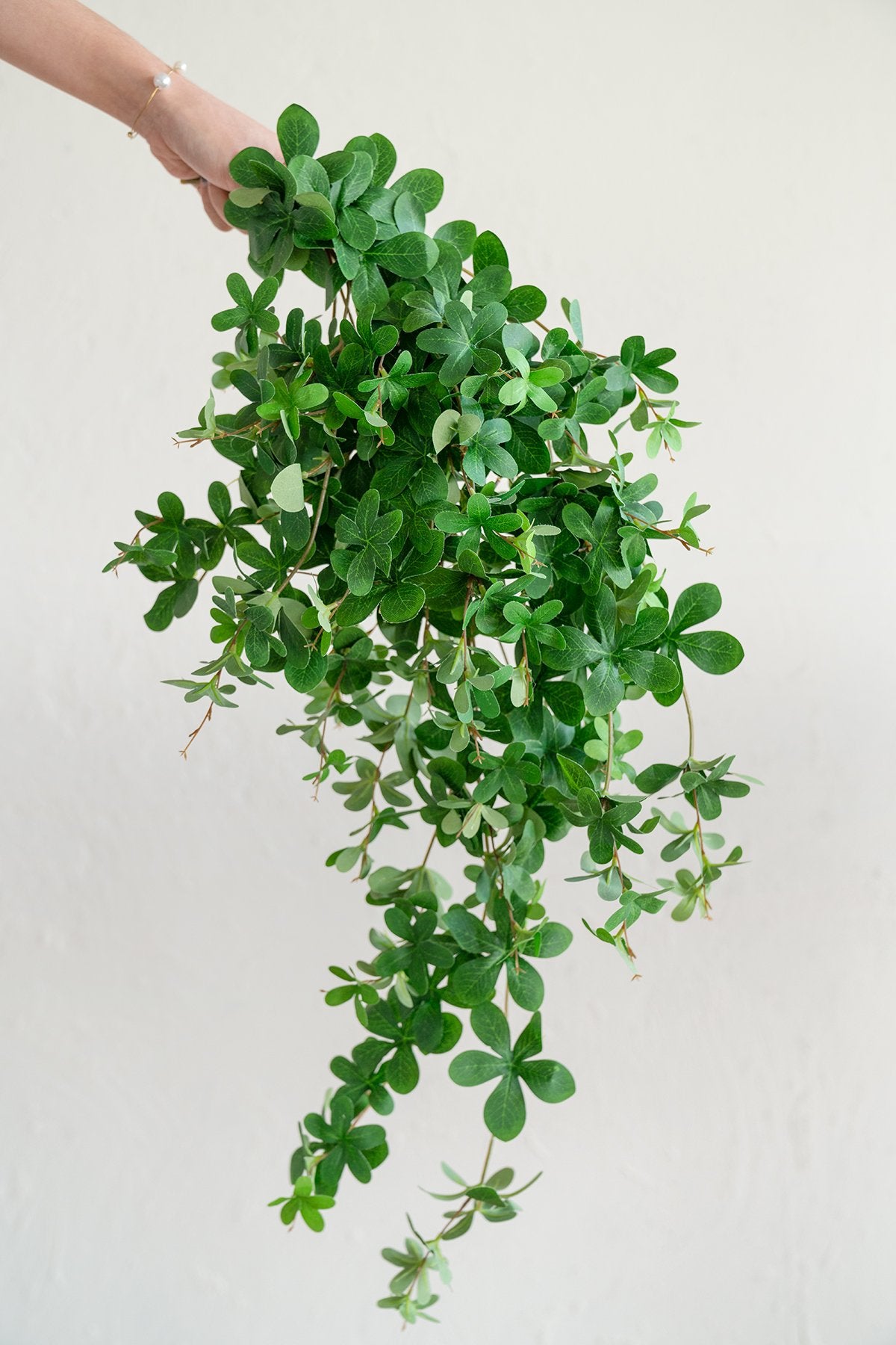Schefflera Leaf Vine