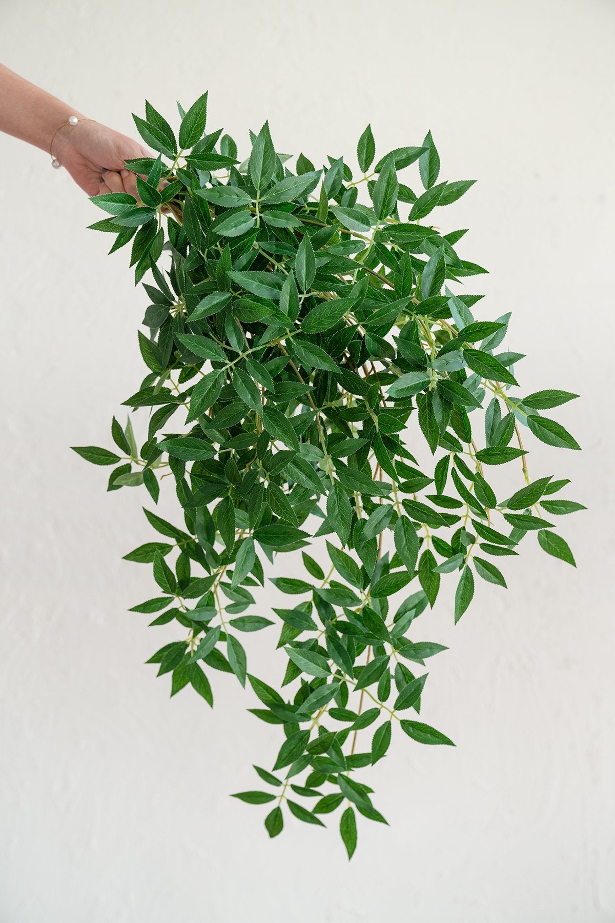 Rosa Banksiae Vine
