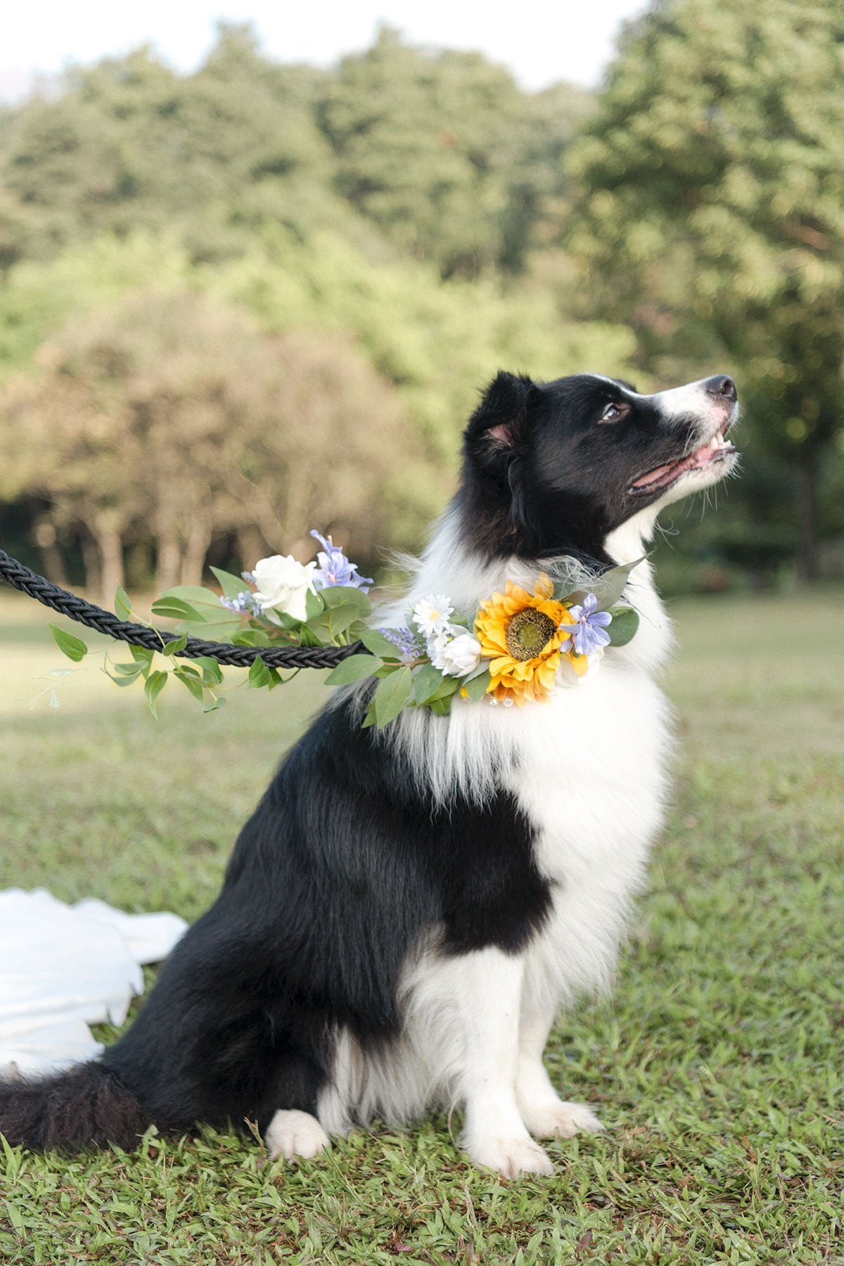 Dog Leash Set - Sunflowers & Lavender - lingsDev