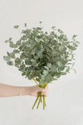 True Blue Eucalyptus Spray
