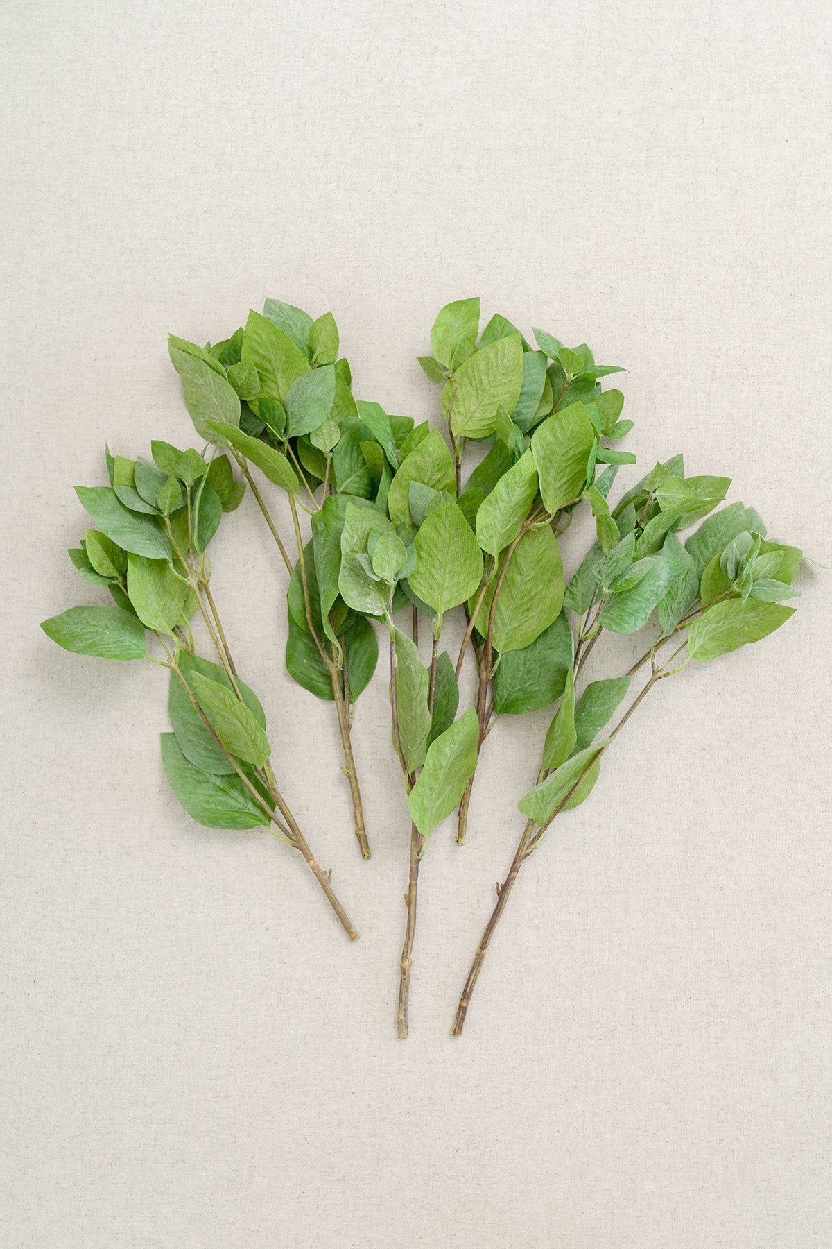 Mint Leaf Branch