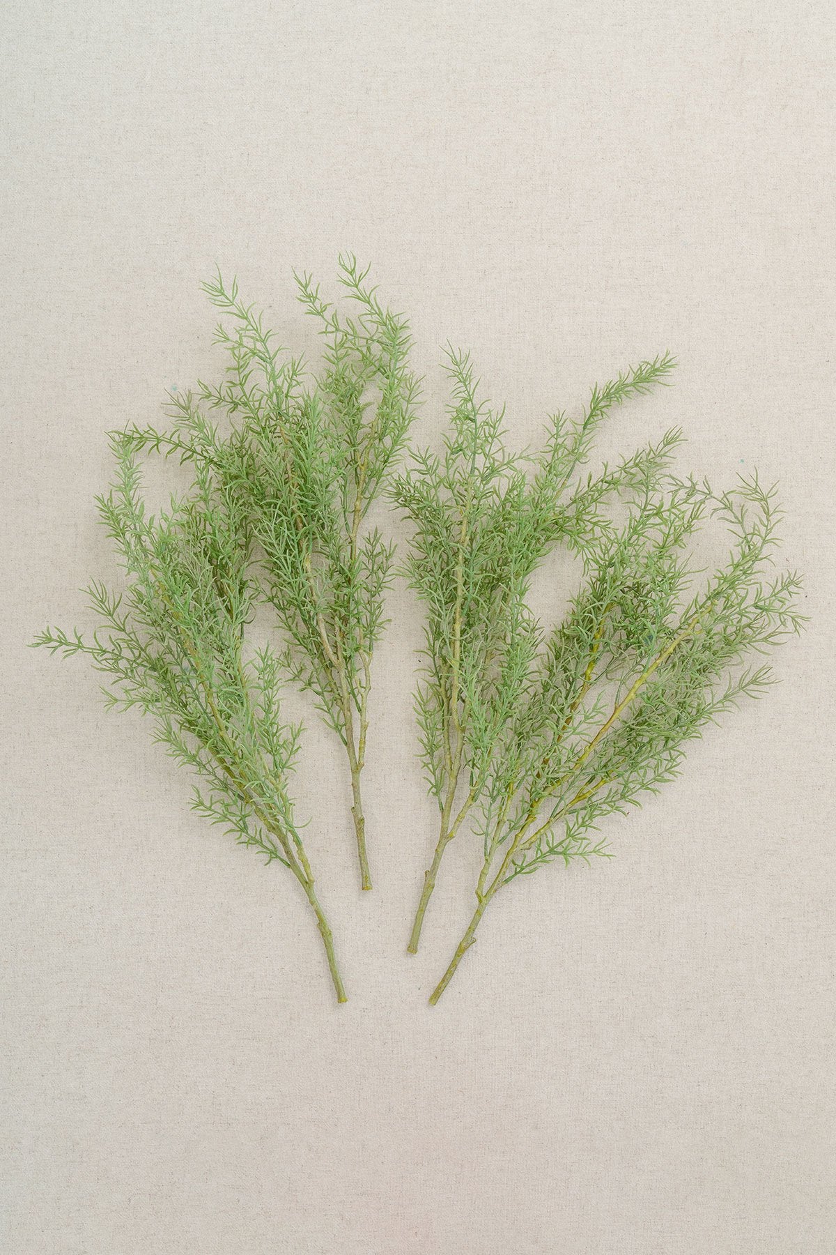 Light Green Rosemary Bush